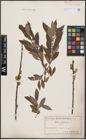 Foto von Salix cinerea L.